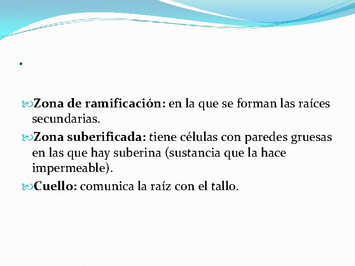 . Zona de ramificación: en la que se forman las raíces secundarias. Zona suberificada: