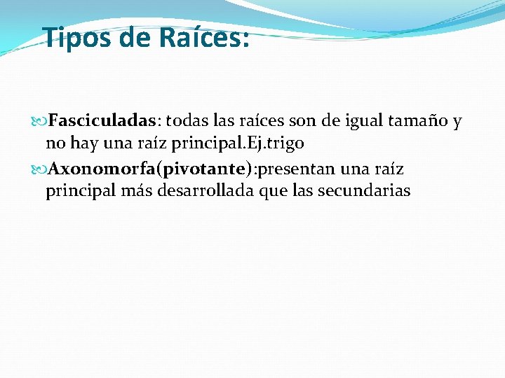  Tipos de Raíces: Fasciculadas: todas las raíces son de igual tamaño y no