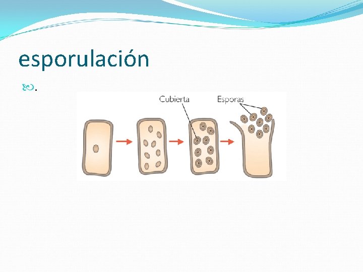 esporulación . 