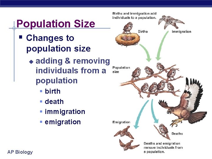 Population Size § Changes to population size u adding & removing individuals from a