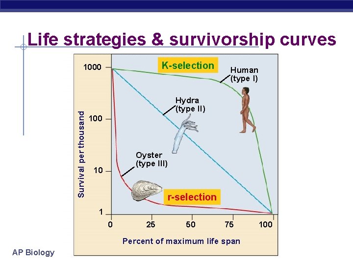 Life strategies & survivorship curves K-selection Survival per thousand 1000 Human (type I) Hydra