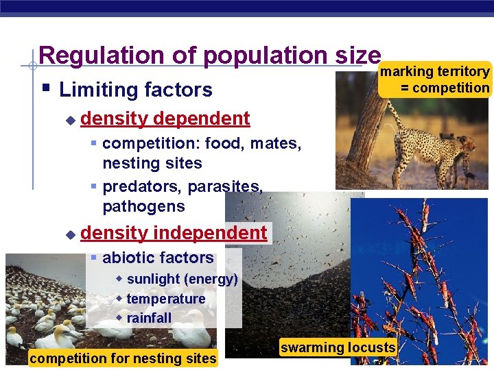 Regulation of population size marking territory = competition § Limiting factors u density dependent