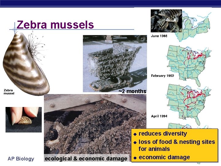 Zebra mussel ~2 months u u AP Biology ecological & economic damage u reduces