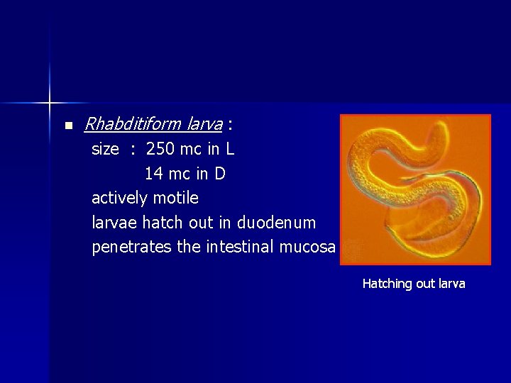 n Rhabditiform larva : size : 250 mc in L 14 mc in D