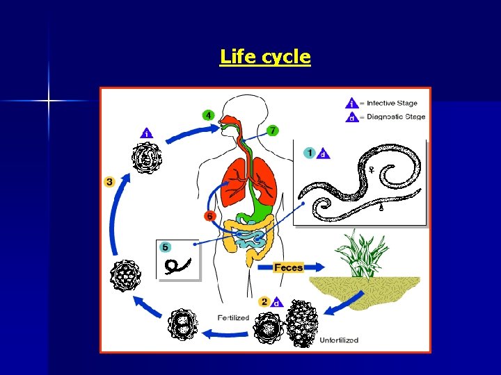 Life cycle 