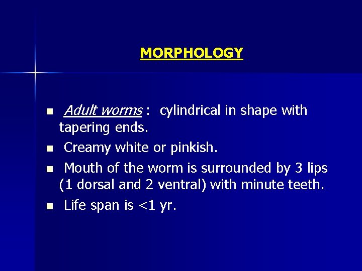 MORPHOLOGY n n Adult worms : cylindrical in shape with tapering ends. Creamy white