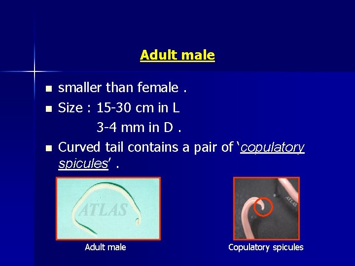 Adult male n n n smaller than female. Size : 15 -30 cm in