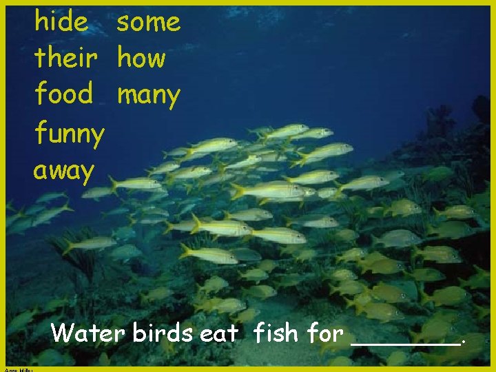hide some their how food many funny away Water birds eat fish for _______.