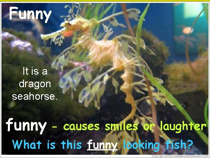 Funny It is a dragon seahorse. funny - causes smiles or laughter What is
