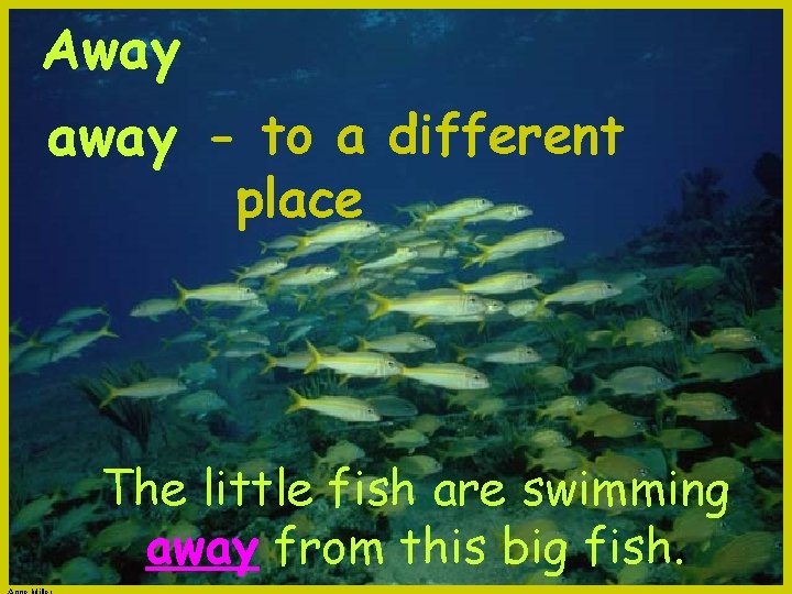 Away away - to a different place The little fish are swimming away from