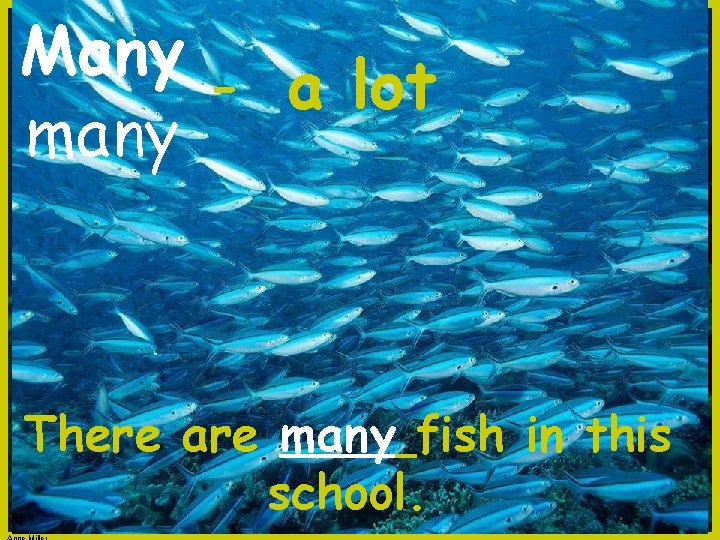 Many - a lot many There are many fish in this school. 