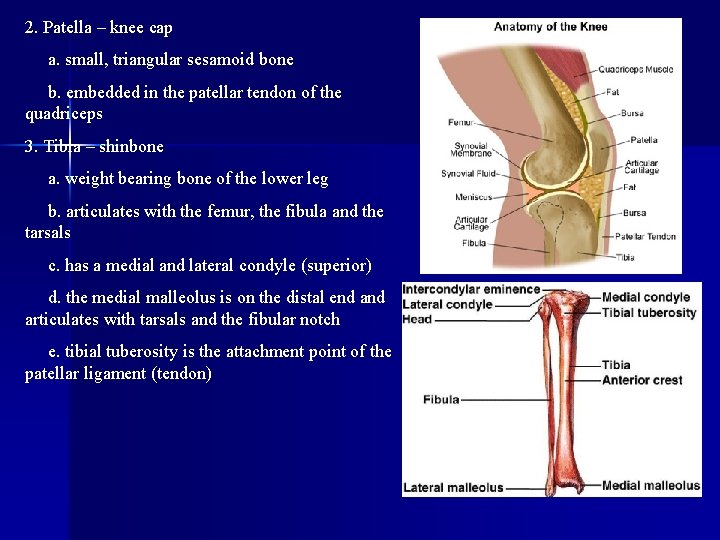 2. Patella – knee cap a. small, triangular sesamoid bone b. embedded in the