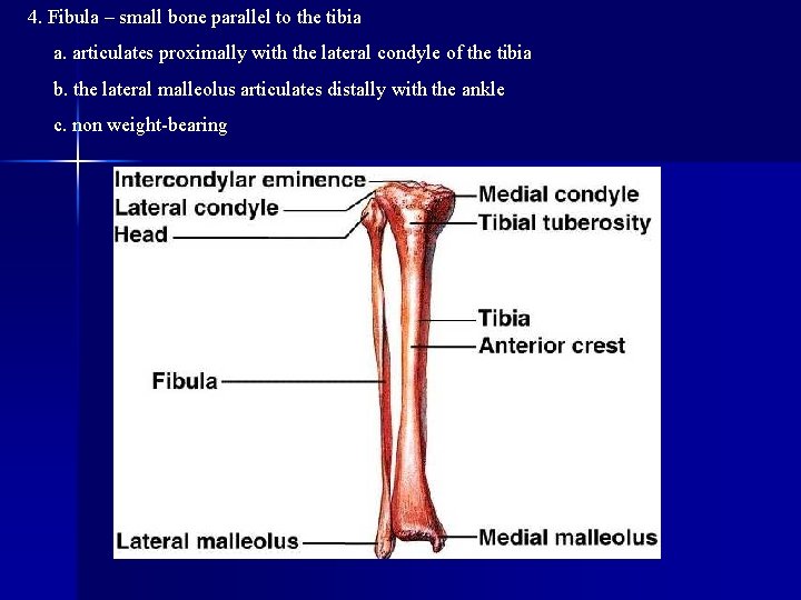 4. Fibula – small bone parallel to the tibia a. articulates proximally with the