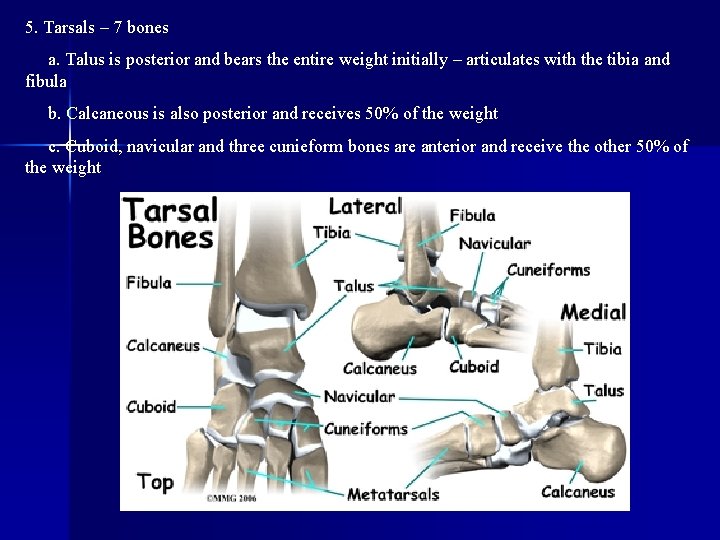 5. Tarsals – 7 bones a. Talus is posterior and bears the entire weight