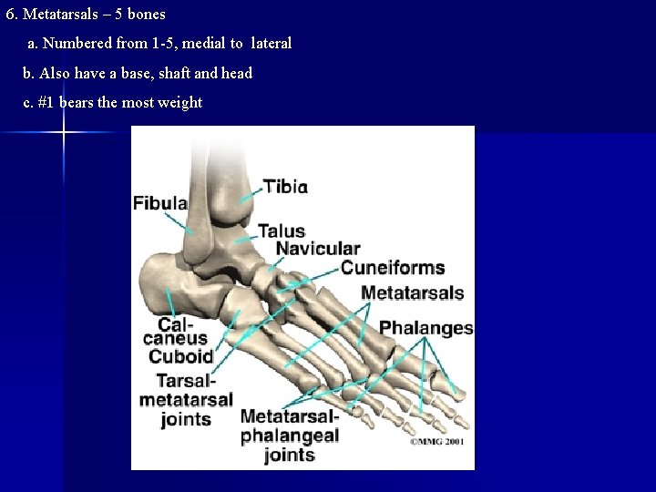 6. Metatarsals – 5 bones a. Numbered from 1 -5, medial to lateral b.