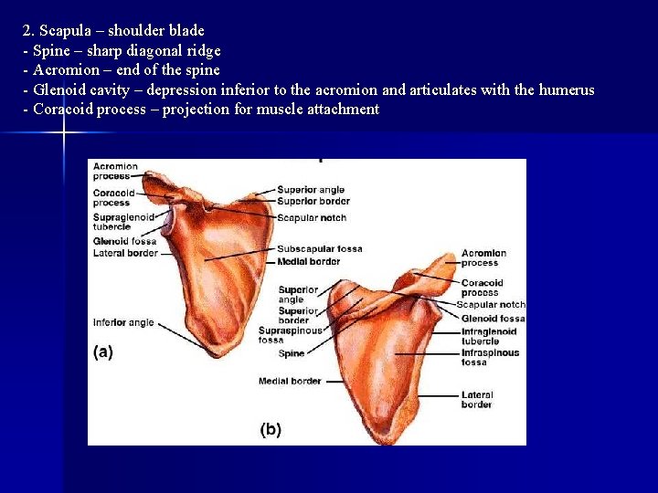 2. Scapula – shoulder blade - Spine – sharp diagonal ridge - Acromion –