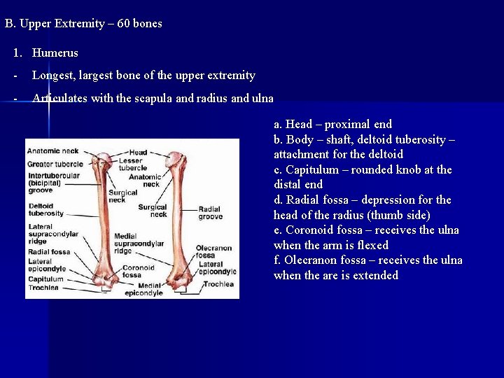 B. Upper Extremity – 60 bones 1. Humerus - Longest, largest bone of the