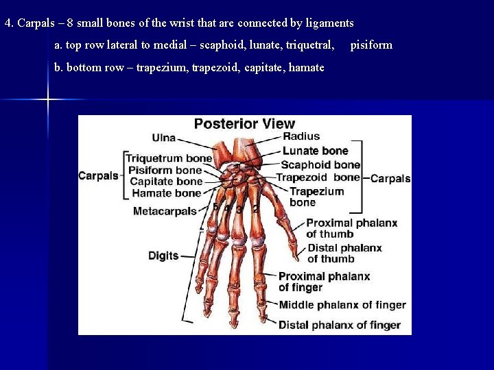 4. Carpals – 8 small bones of the wrist that are connected by ligaments