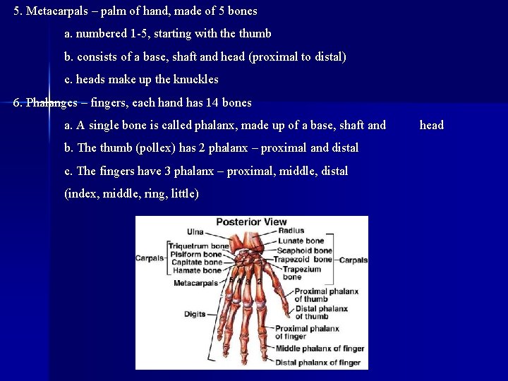 5. Metacarpals – palm of hand, made of 5 bones a. numbered 1 -5,