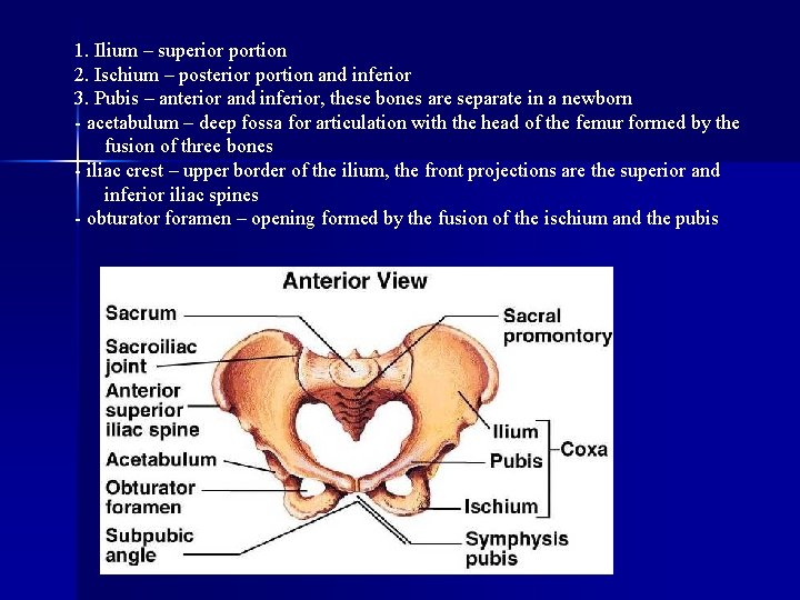 1. Ilium – superior portion 2. Ischium – posterior portion and inferior 3. Pubis