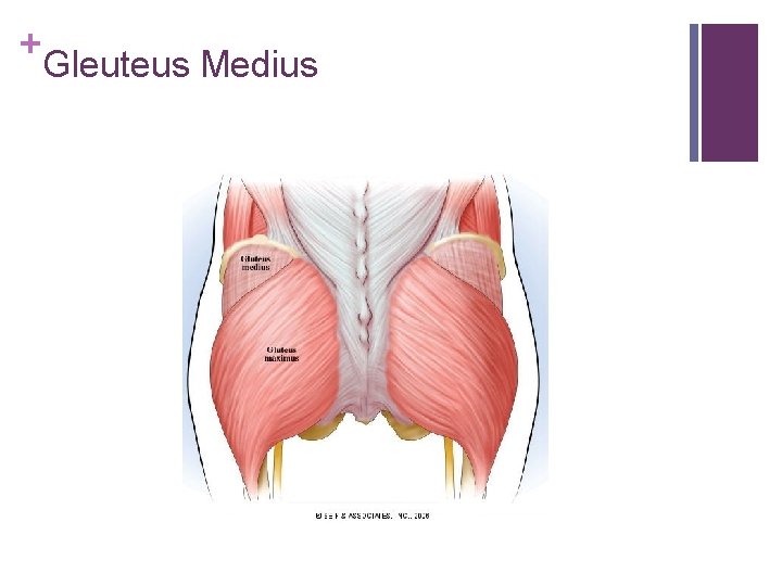 + Gleuteus Medius 