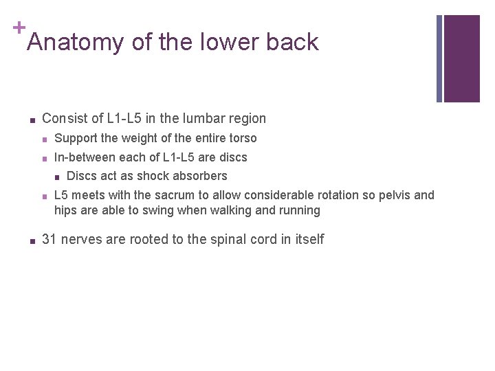 + Anatomy of the lower back ■ Consist of L 1 -L 5 in