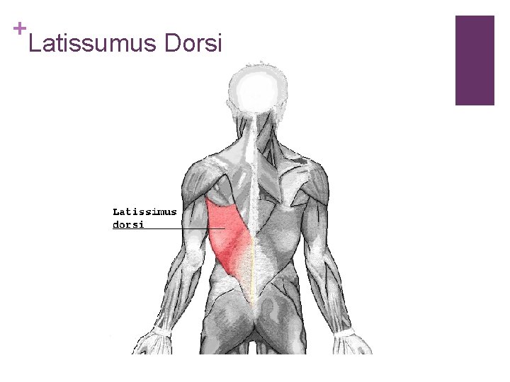 + Latissumus Dorsi 