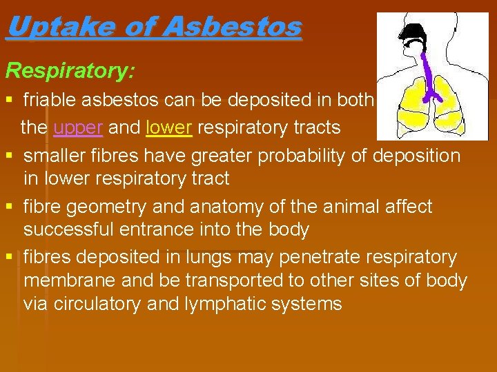 Uptake of Asbestos Respiratory: § friable asbestos can be deposited in both the upper