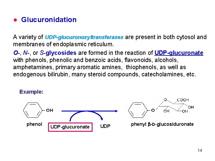 ● Glucuronidation A variety of UDP-glucuronosyltransferases are present in both cytosol and membranes of