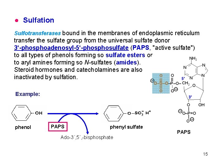 ● Sulfation Sulfotransferases bound in the membranes of endoplasmic reticulum transfer the sulfate group