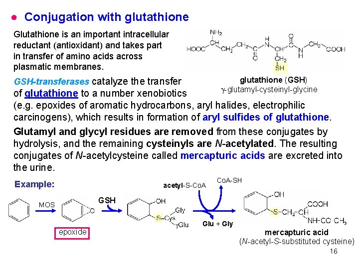 ● Conjugation with glutathione Glutathione is an important intracellular reductant (antioxidant) and takes part