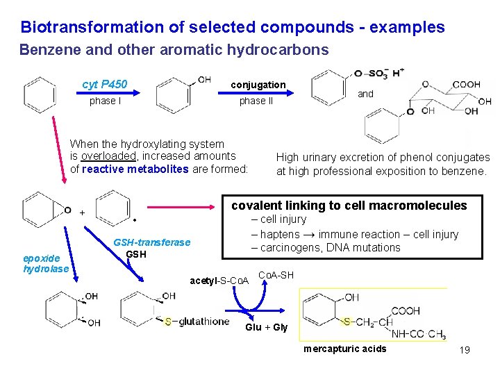 Biotransformation of selected compounds - examples Benzene and other aromatic hydrocarbons cyt P 450