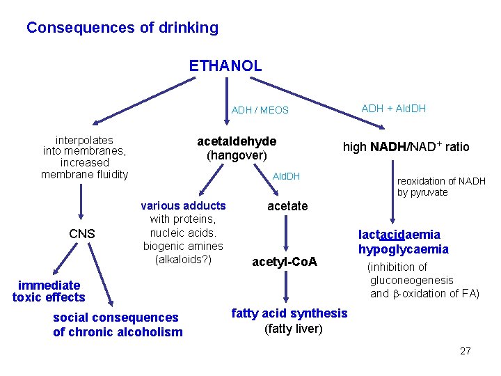 Consequences of drinking ETHANOL ADH + Ald. DH ADH / MEOS interpolates into membranes,