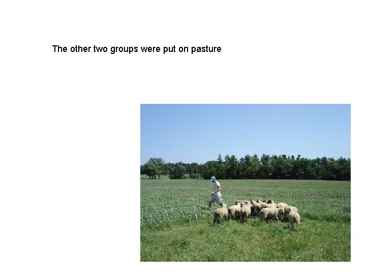 The other two groups were put on pasture 