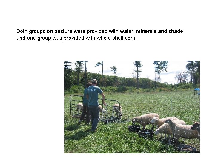 Both groups on pasture were provided with water, minerals and shade; and one group