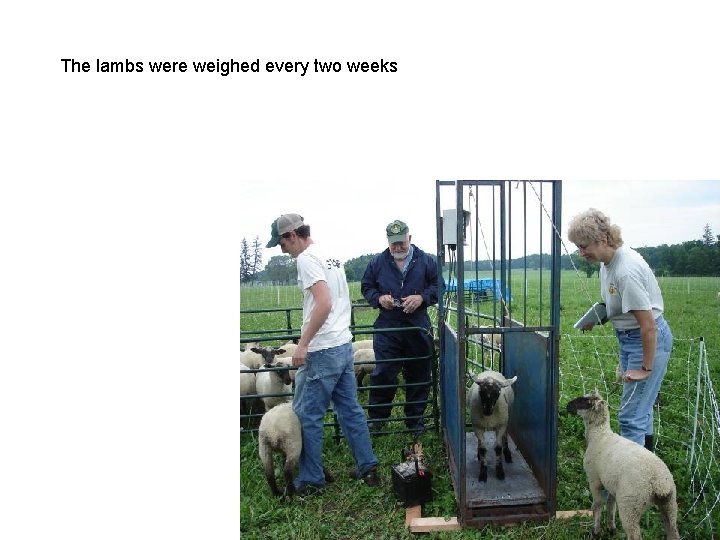 The lambs were weighed every two weeks 