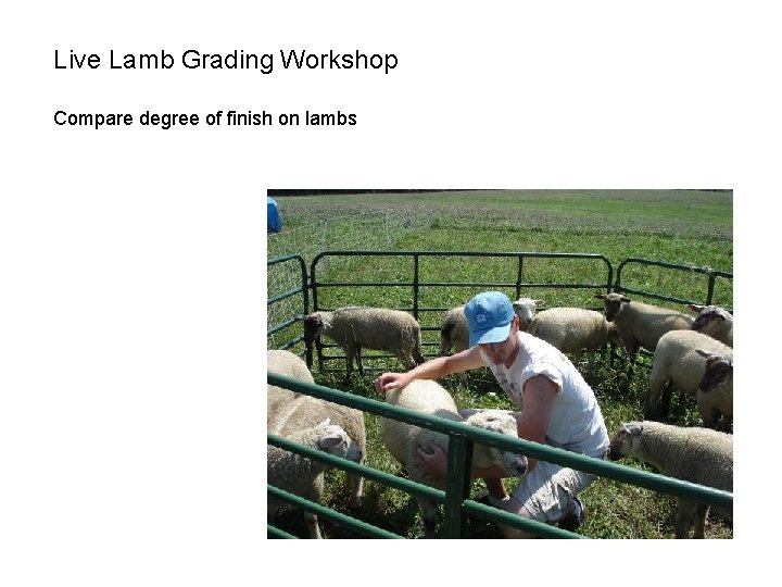 Live Lamb Grading Workshop Compare degree of finish on lambs 