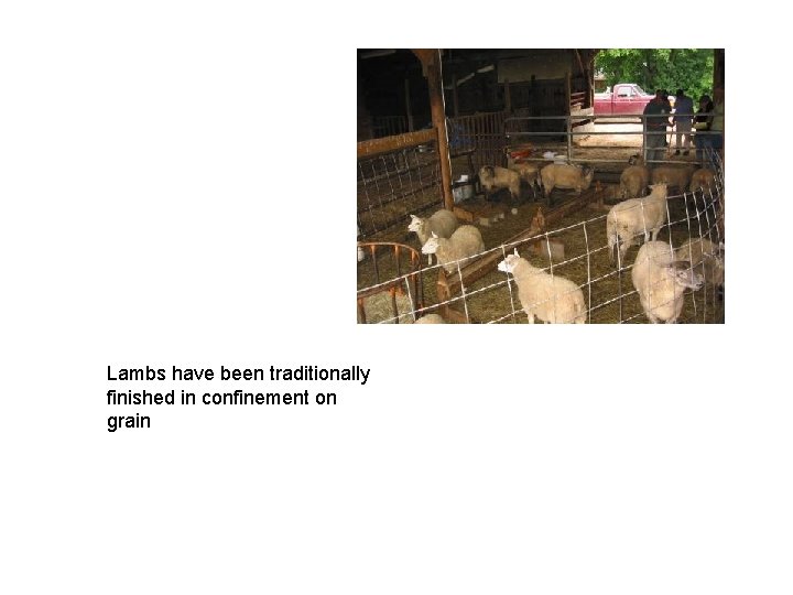 Lambs have been traditionally finished in confinement on grain 