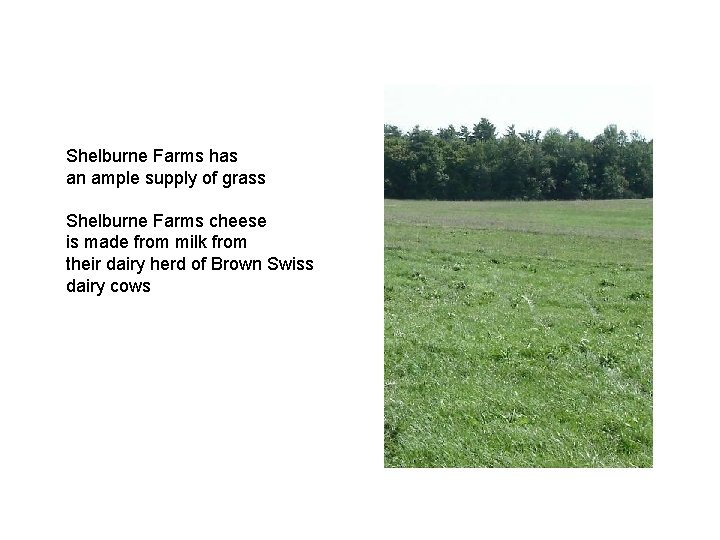 Shelburne Farms has an ample supply of grass Shelburne Farms cheese is made from