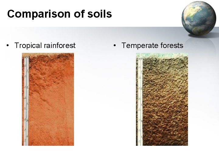 Comparison of soils • Tropical rainforest • Temperate forests 