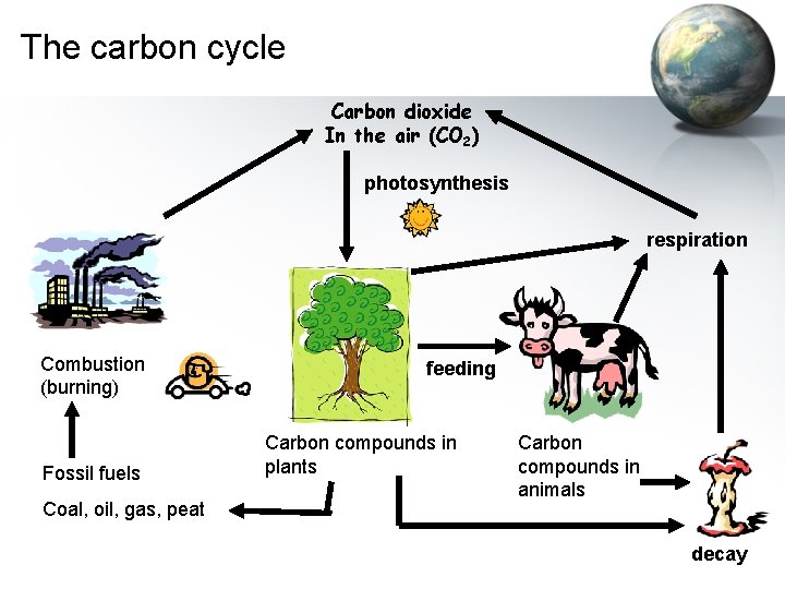 The carbon cycle Carbon dioxide In the air (CO 2) photosynthesis respiration Combustion (burning)