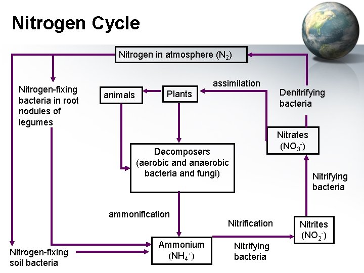 Nitrogen Cycle Nitrogen in atmosphere (N 2) Nitrogen-fixing bacteria in root nodules of legumes