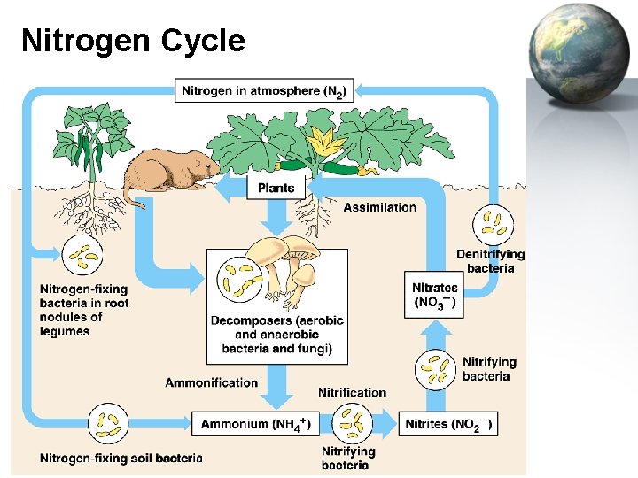 Nitrogen Cycle 