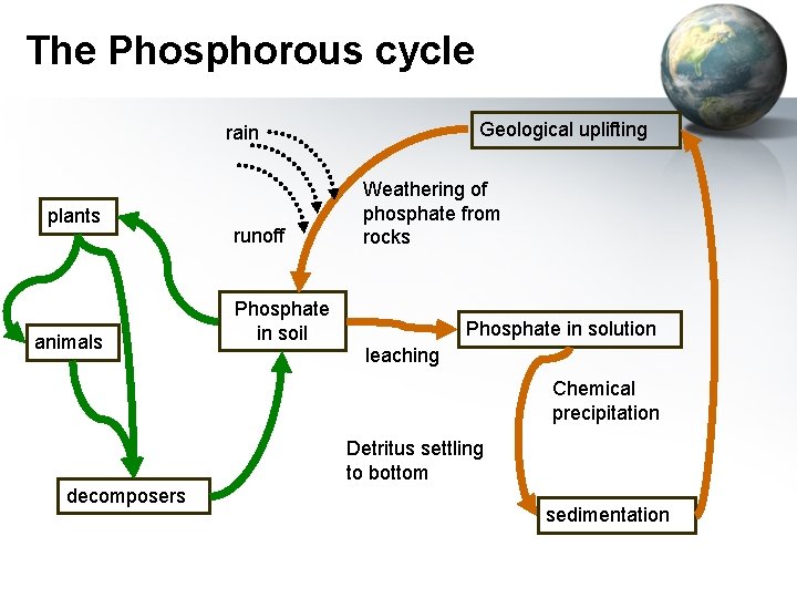The Phosphorous cycle Geological uplifting rain plants animals runoff Weathering of phosphate from rocks