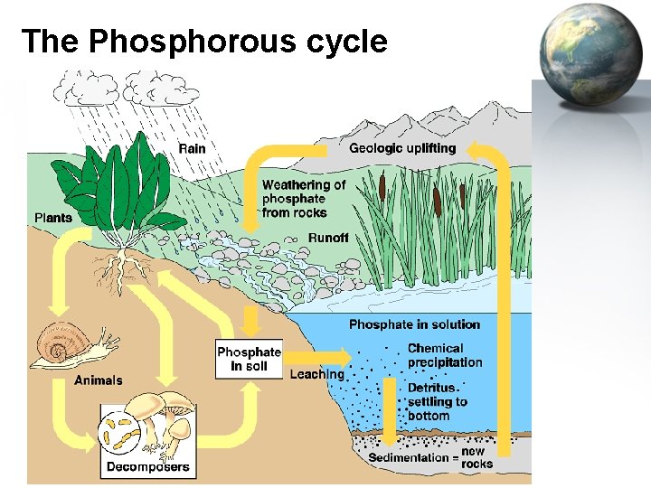 The Phosphorous cycle 