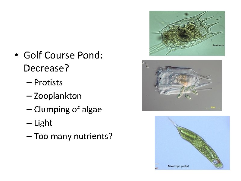  • Golf Course Pond: Decrease? – Protists – Zooplankton – Clumping of algae