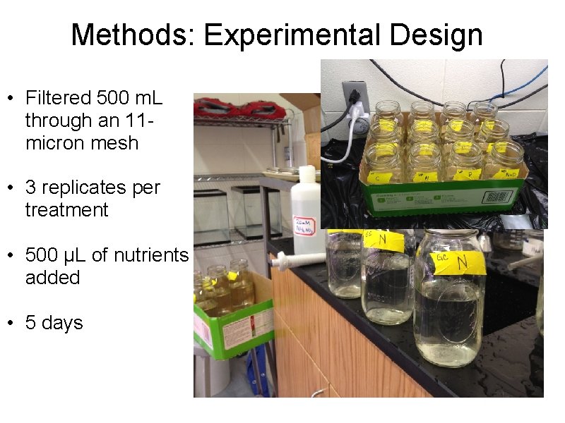 Methods: Experimental Design • Filtered 500 m. L through an 11 micron mesh •