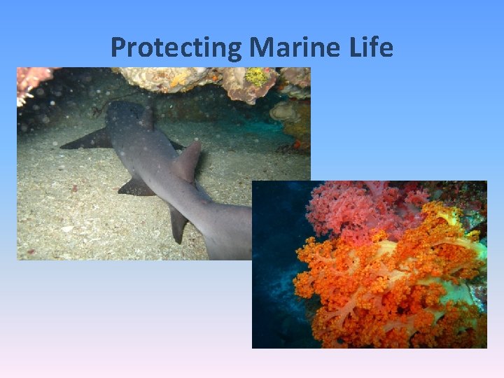 Protecting Marine Life 