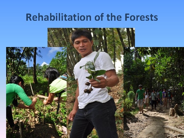 Rehabilitation of the Forests 