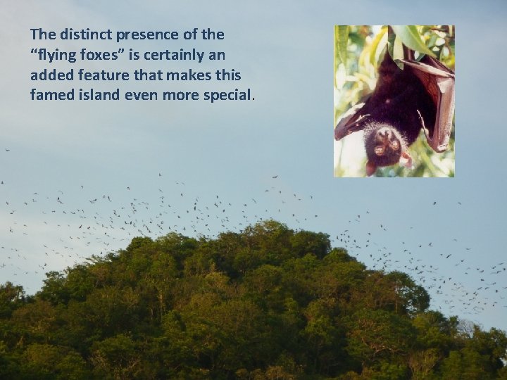 The distinct presence of the “flying foxes” is certainly an added feature that makes